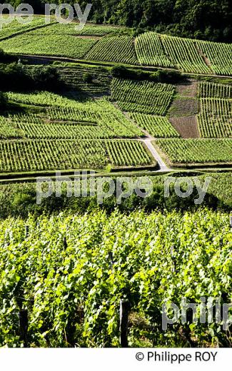 VIGNOBLE JURASSIEN, AOC CHATEAU-CHALON, JURA, FRANCE (39F00829.jpg)