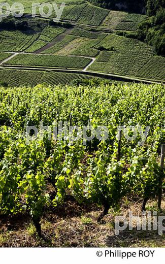 VIGNOBLE JURASSIEN, AOC CHATEAU-CHALON, JURA, FRANCE (39F00830.jpg)
