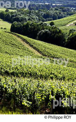 VIGNOBLE JURASSIEN, AOC CHATEAU-CHALON, JURA, FRANCE (39F00831.jpg)