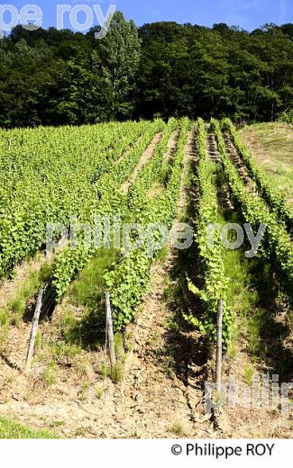 VIGNOBLE JURASSIEN, AOC COTES DU JURA, JURA, FRANCE (39F00832.jpg)