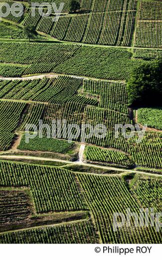 VIGNOBLE JURASSIEN, AOC CHATEAU-CHALON, JURA, FRANCE (39F00835.jpg)