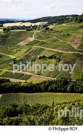 VIGNOBLE JURASSIEN, AOC CHATEAU-CHALON, JURA, FRANCE (39F00837.jpg)