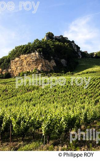 VIGNOBLE JURASSIEN, AOC CHATEAU-CHALON, JURA, FRANCE (39F00917.jpg)