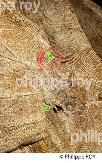 PRODUCTION DE BOIS, FORET DE LA JOUX, JURA, FRANCE (39F01637.jpg)