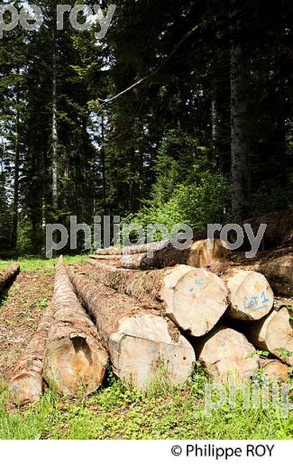 PRODUCTION DE BOIS, FORET DE LA JOUX, JURA, FRANCE (39F01638.jpg)