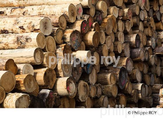 PRODUCTION DE BOIS, SCIERIE INDUSTRIELLE, JURA, FRANCE (39F01704.jpg)