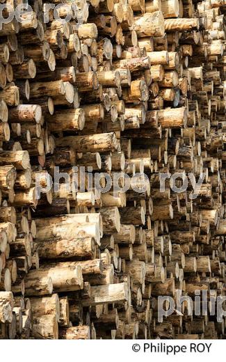 PRODUCTION DE BOIS, SCIERIE INDUSTRIELLE, JURA, FRANCE (39F01709.jpg)