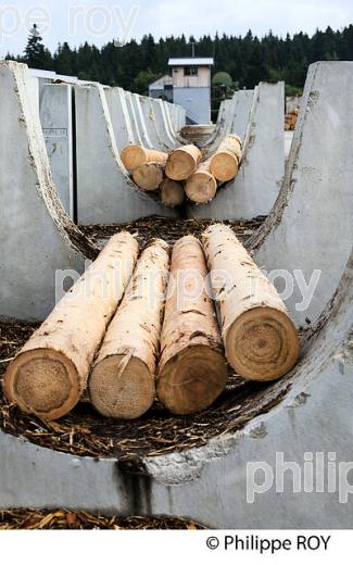 PRODUCTION DE BOIS, SCIERIE INDUSTRIELLE, JURA, FRANCE (39F01711.jpg)