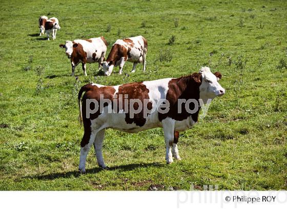 VACHES, AGRICULTURE, JURA, FRANCHE-COMTE, FRANCE (39F01829.jpg)