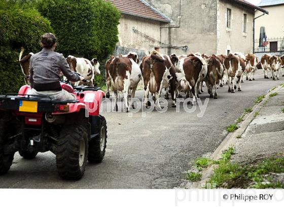 VACHES, AGRICULTURE, JURA, FRANCHE-COMTE, FRANCE (39F01831.jpg)