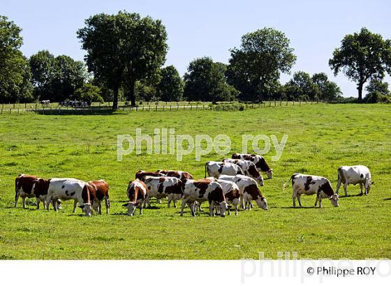 AGRICULTURE, JURA, FRANCHE-COMTE, FRANCE (39F02023.jpg)