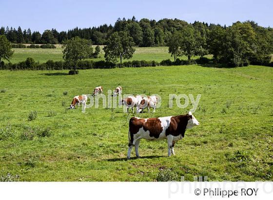 VACHES, AGRICULTURE, JURA, FRANCHE-COMTE, FRANCE (39F02438.jpg)