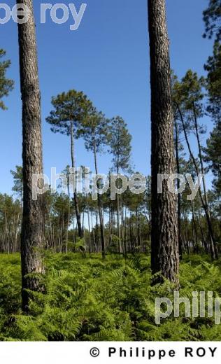 Les Landes (40F00738.jpg)