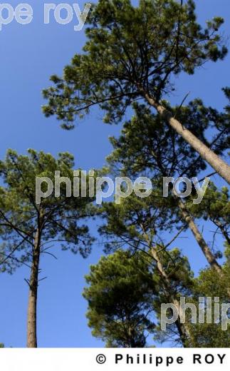 Les Landes (40F00920.jpg)
