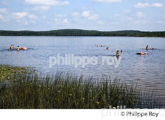 LAC D' AUREILHAN, MIMIZAN, COTE D' ARGENT, LANDES, AQUITAINE. (40F01304.jpg)