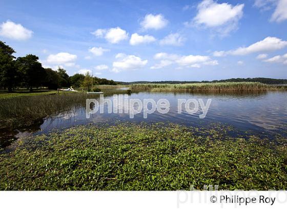 LAC D' AUREILHAN, MIMIZAN, COTE D' ARGENT, LANDES, AQUITAINE. (40F01306.jpg)
