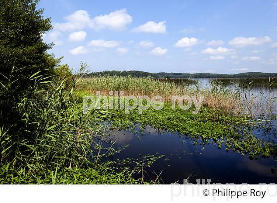LAC D' AUREILHAN, MIMIZAN, COTE D' ARGENT, LANDES, AQUITAINE. (40F01307.jpg)