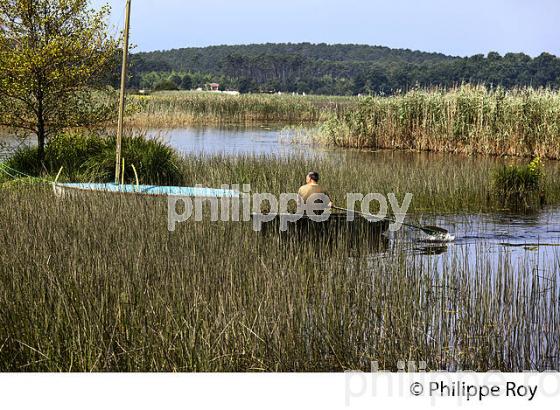 LAC D' AUREILHAN, MIMIZAN, COTE D' ARGENT, LANDES, AQUITAINE. (40F01308.jpg)