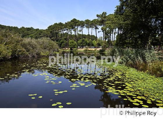 LAC D' AUREILHAN, MIMIZAN, COTE D' ARGENT, LANDES, AQUITAINE. (40F01316.jpg)