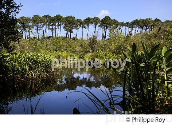 LAC D' AUREILHAN, MIMIZAN, COTE D' ARGENT, LANDES, AQUITAINE. (40F01317.jpg)