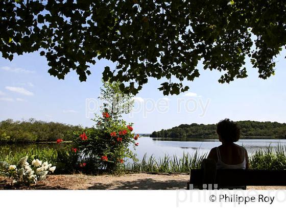 LAC D' AUREILHAN, MIMIZAN, COTE D' ARGENT, LANDES, AQUITAINE. (40F01319.jpg)