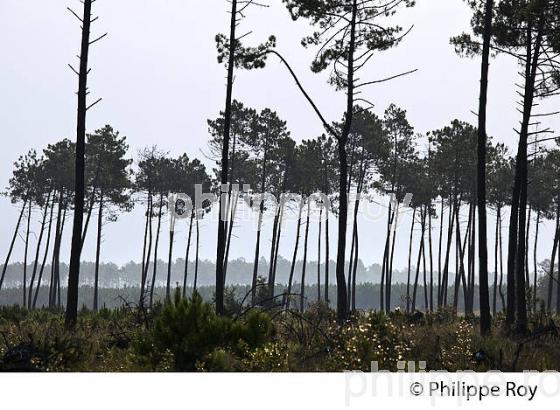 ETANG DE LA  FORGE , PONTENX LES FORGES , LANDES , AQUITAINE. (40F02032.jpg)