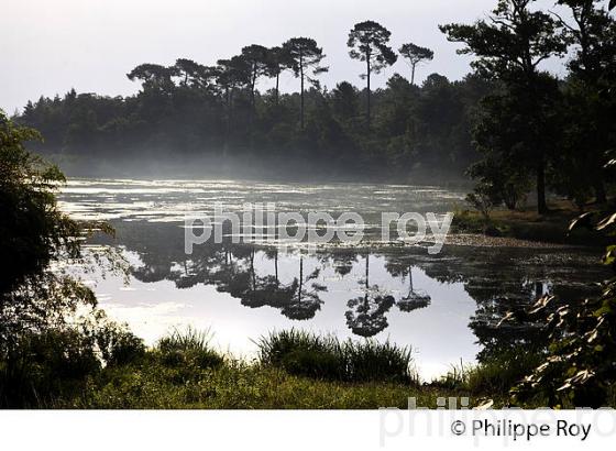 ETANG DE LA  FORGE , PONTENX LES FORGES , LANDES , AQUITAINE. (40F02037.jpg)