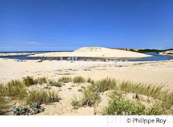 LE COURANT D' HUCHET , ET LA PLAGE DE  MOLIETS ,  COTE ATLANTIQUE, LANDES, AQUITAINE. (40F02220.jpg)