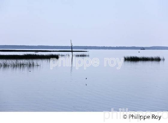 LAC DE BISCARROSSE, COTE ATLANTIQUE, LANDES, AQUITAINE. (40F02339.jpg)