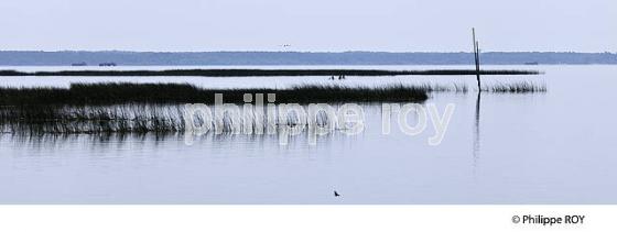 LAC DE BISCARROSSE, COTE ATLANTIQUE, LANDES, AQUITAINE. (40F02340.jpg)