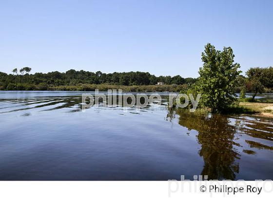 LAC DE BISCARROSSE, COTE ATLANTIQUE, LANDES, AQUITAINE. (40F02403.jpg)