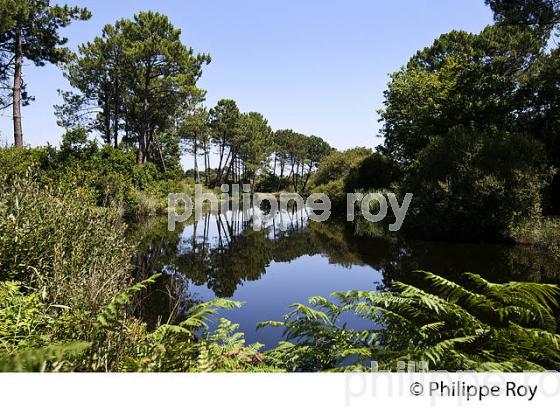 LAC DE BISCARROSSE, COTE ATLANTIQUE, LANDES, AQUITAINE. (40F02404.jpg)