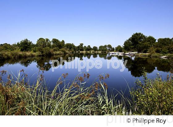 LAC DE BISCARROSSE, COTE ATLANTIQUE, LANDES, AQUITAINE. (40F02405.jpg)