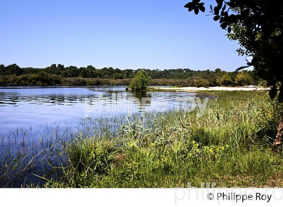 LAC DE BISCARROSSE, COTE ATLANTIQUE, LANDES, AQUITAINE. (40F02406.jpg)