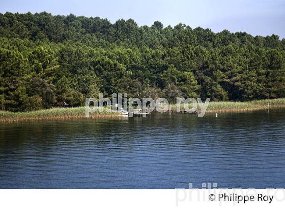 LAC DE BISCARROSSE, COTE ATLANTIQUE, LANDES, AQUITAINE. (40F02407.jpg)
