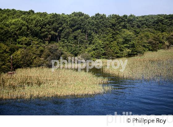 LAC DE BISCARROSSE, COTE ATLANTIQUE, LANDES, AQUITAINE. (40F02408.jpg)