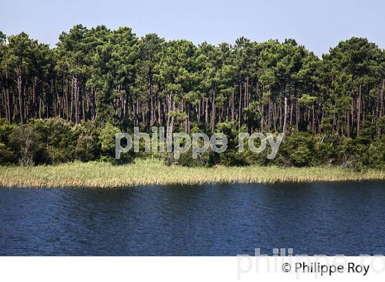 LAC DE BISCARROSSE, COTE ATLANTIQUE, LANDES, AQUITAINE. (40F02412.jpg)