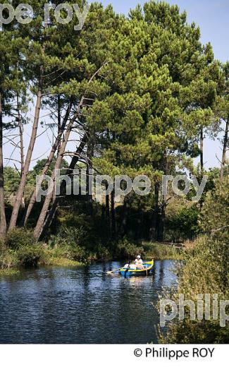 LAC DE BISCARROSSE, COTE ATLANTIQUE, LANDES, AQUITAINE. (40F02416.jpg)