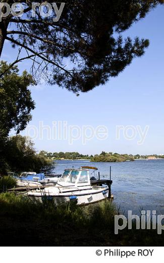 LAC DE BISCARROSSE, COTE ATLANTIQUE, LANDES, AQUITAINE. (40F02417.jpg)