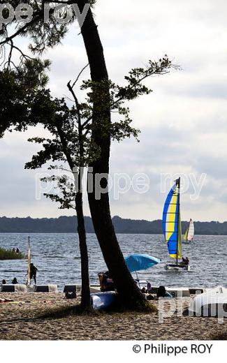 LAC DE BISCARROSSE, COTE ATLANTIQUE, LANDES, AQUITAINE. (40F02418.jpg)