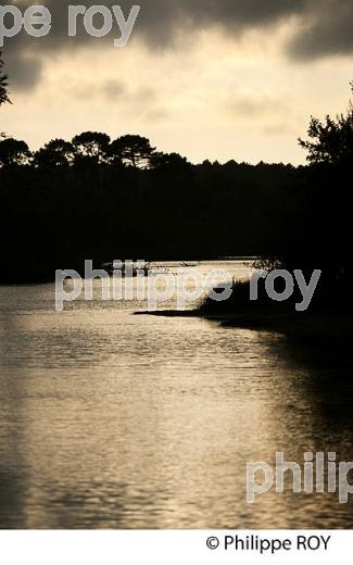 LAC DE BISCARROSSE, COTE ATLANTIQUE, LANDES, AQUITAINE. (40F02428.jpg)