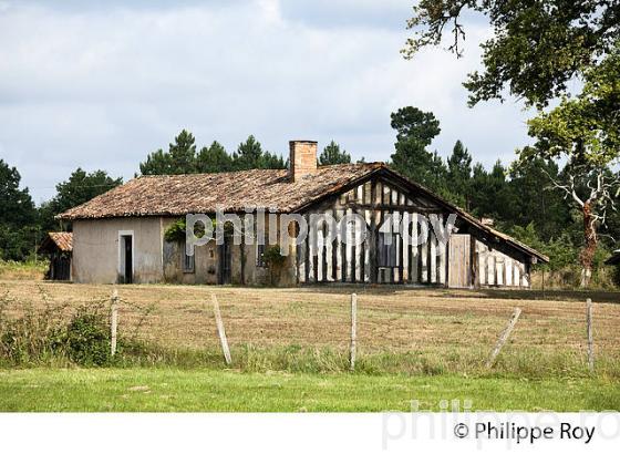 MOUSTEY, CHEMIN DE SAINT JACQUES, HAUTE LANDE, LANDES DE GASCOGNE, AQUITAINE. (40F02528.jpg)