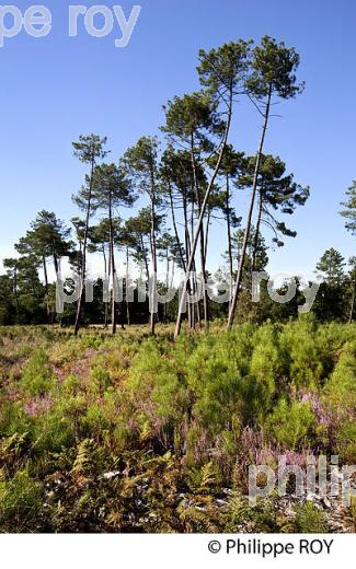 ECOMUSEE DE MARQUEZE, PARC NATUREL  REGIONAL DES LANDES DE GASCOGNE, AQUITAINE. (40F02724.jpg)