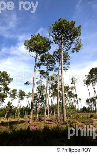 ECOMUSEE DE MARQUEZE, PARC NATUREL  REGIONAL DES LANDES DE GASCOGNE, AQUITAINE. (40F02725.jpg)