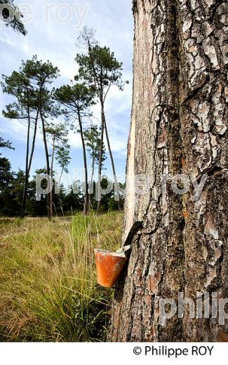 ECOMUSEE DE MARQUEZE, PARC NATUREL  REGIONAL DES LANDES DE GASCOGNE, AQUITAINE. (40F02728.jpg)