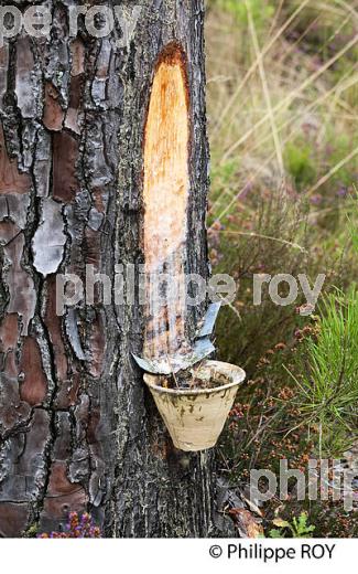 ECOMUSEE DE MARQUEZE, PARC NATUREL  REGIONAL DES LANDES DE GASCOGNE, AQUITAINE. (40F02731.jpg)