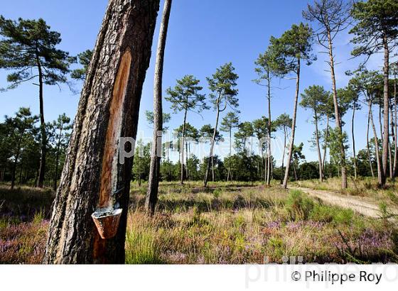 ECOMUSEE DE MARQUEZE, PARC NATUREL  REGIONAL DES LANDES DE GASCOGNE, AQUITAINE. (40F02804.jpg)