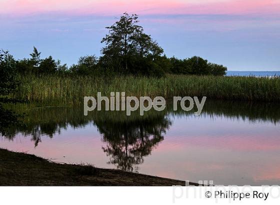 LAC DE SANGUINET , LANDES, COTE ATLANTIQUE,  AQUITAINE. (40F03112.jpg)