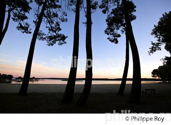 LAC DE SANGUINET , LANDES, COTE ATLANTIQUE,  AQUITAINE. (40F03120.jpg)