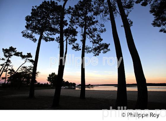 LAC DE SANGUINET , LANDES, COTE ATLANTIQUE,  AQUITAINE. (40F03124.jpg)